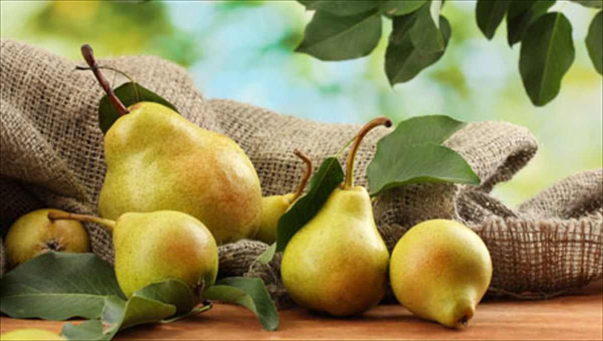 Αχλάδι! Το «δώρο των θεών»