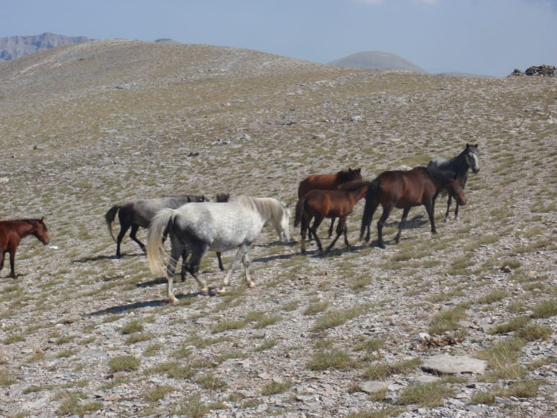 Άγρια άλογα στο οροπέδιο των μουσών