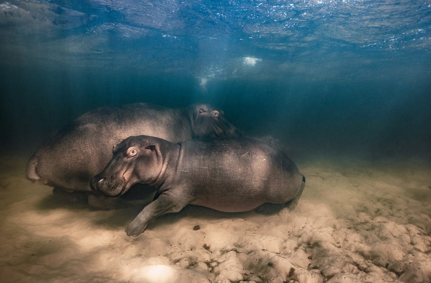 Mike Korostelev, “Hippo nursery,” Russia