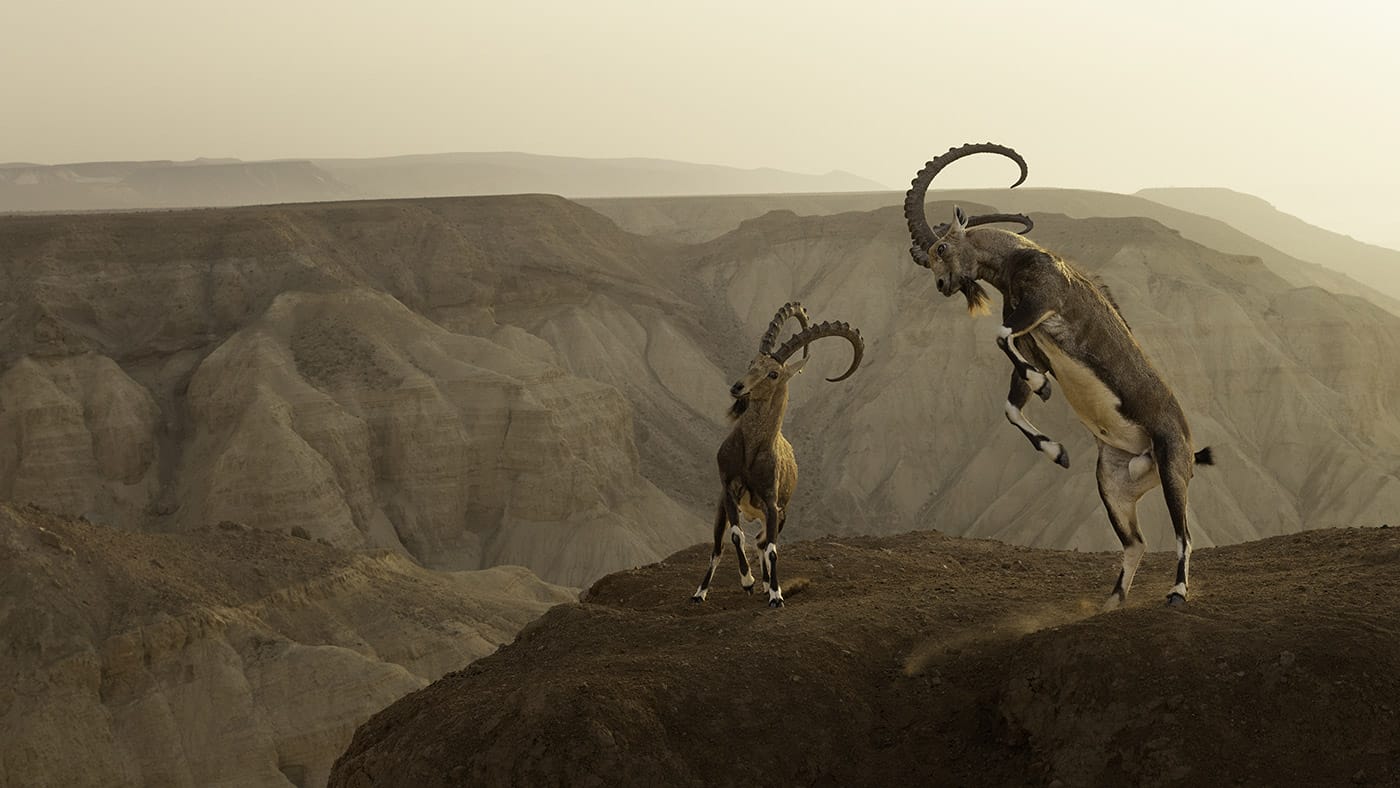 Amit Eshel, “Life on the edge,” Israel. All images © the artists, courtesy of the Natural History Museum, shared with permission
