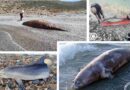 Νεκρά Θαλάσσια Θηλαστικά στις Ακτές της Ελλάδας | Η Αδιαφορία Που Σκοτώνει