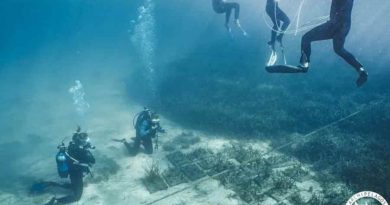 Η Ποσειδωνία και οι υποβρύχιοι κήποι που σώζουν τις θάλασσές μας